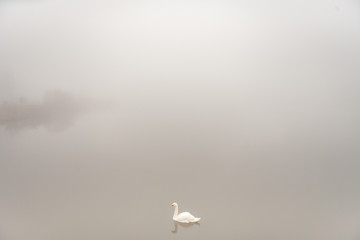 the swan on the foggy lake