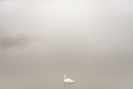 the swan on the foggy lake