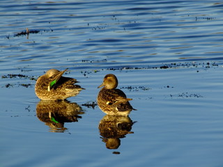 Two female teal on pond at wintertime