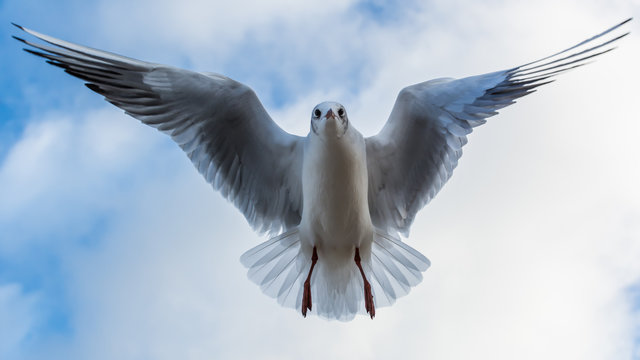 Black-headed gull spreading it's wings in the air. View from under