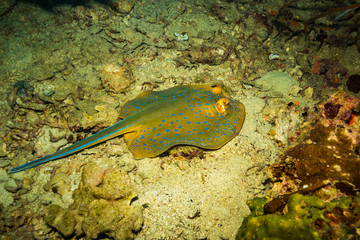 Blue spotted stingray