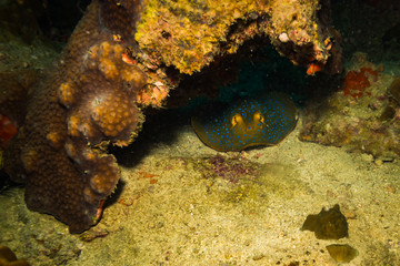 Blue spotted stingray