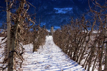 Fototapete bei efototapeten.de bestellen   