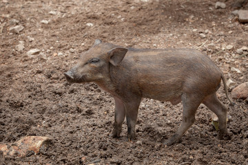single young of wild boar standing on dirt field