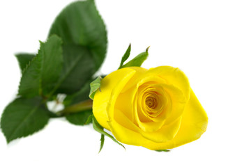 Rosa gialla su sfondo bianco