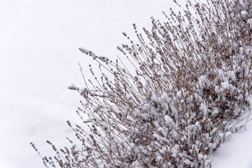lavender covered with snow, beautiful minimal winter scene
