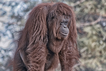 poor apes