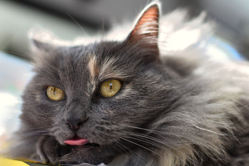 gros plan sur un chat qui tire la langue