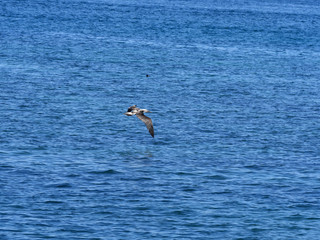 Fototapeta na wymiar Flying young Blue-footed booby, Sula nebouxii excisa, Santa Cruz, Galapagos, Ecuador
