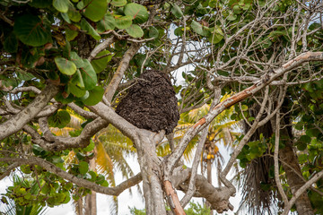 Termite Mound Mexico 