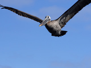 Obraz premium Flying Brown pelican, Pelecanus occidentalis urinator, Santa Cruz, Galapagos, Ecuador