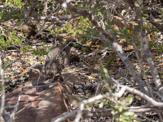Galapagos dove, Zenaida galapagoensis, hiding in the bushes, Baltra Island, Galapagos