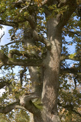 Eichen bei Langenburg im Herbst