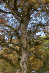 Eichen bei Langenburg im Herbst