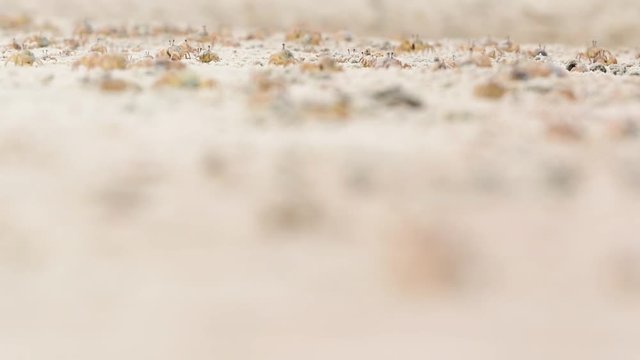 Mass of crabs in the Mida Creek 02