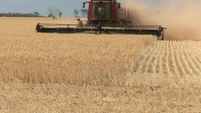 close up of a header  harvesting mature grain on a western australian wheat farm