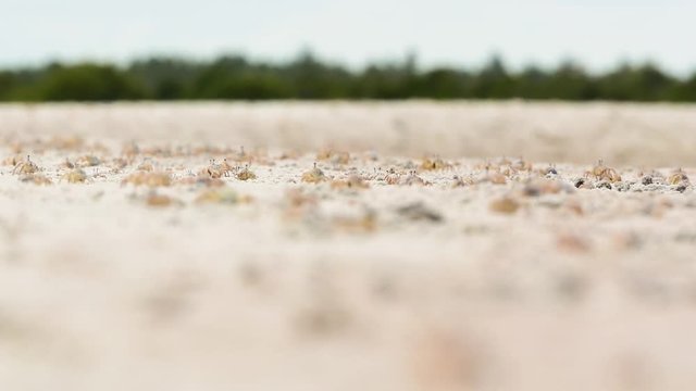 Mass of crabs in the Mida Creek 01