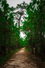 Nature background of forest path along pine tree