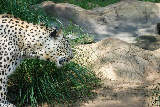 Close up of the lopard head