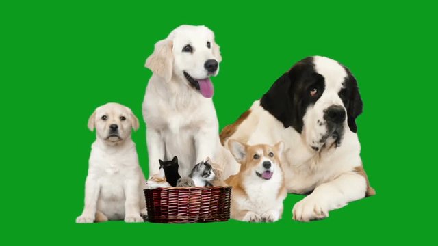 pets  on green screen