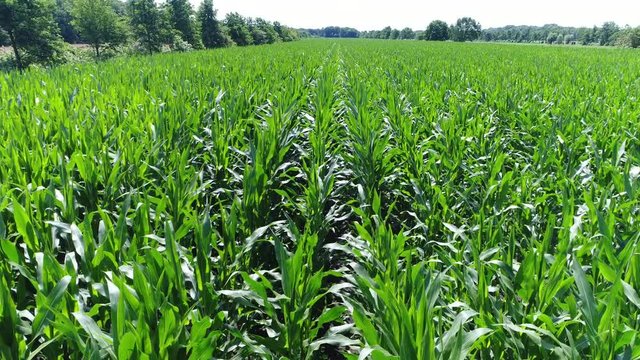 Low altitude aerial flying slowly over fresh maize plants also knows as corn plants showing the leafy stalks in the green bright field 
maize has become a staple food in many parts of the world 4k