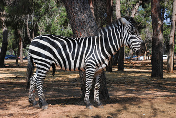 Fototapeta na wymiar African zebra at park