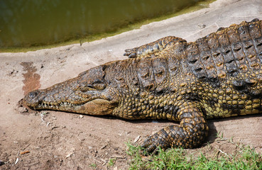 Nile Crocodile slep next to pond