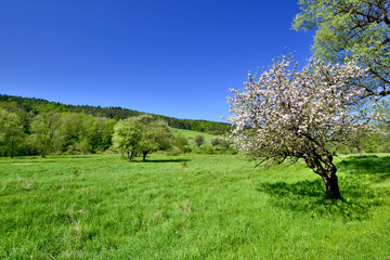 Low Beskid at spring sunny day, Poland