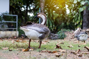 Low angle view Goose standing side view.