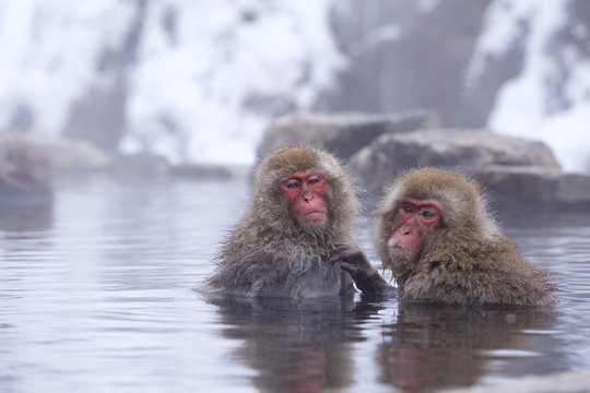 地獄谷温泉に入るスノーモンキー