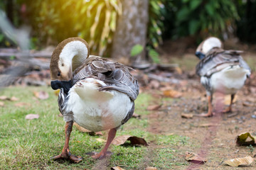 Two geese relax near the tall trees.