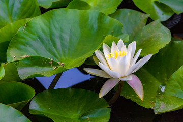 Fototapeta premium The Water lily flower.background is Water lily leaves.Shooting location is Yokohama, Kanagawa Prefecture Japan.