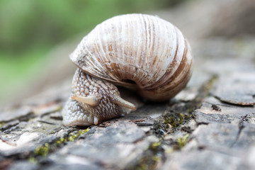 Grape snail closeup in the garden