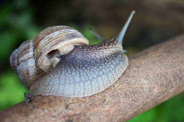 Grape snail closeup in the garden