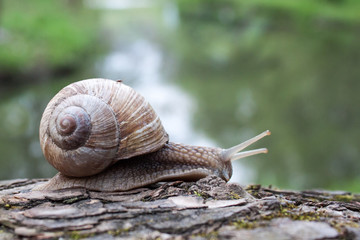 Grape snail closeup in the garden