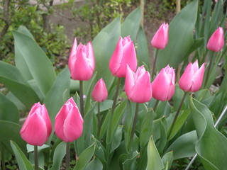 チューリップ