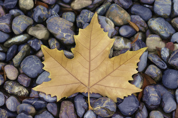 The maple leaf on the colored stone