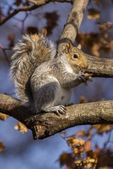 Grey Squirrel (Sciurus carolinensis)
