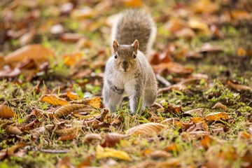 Grey Squirrel (Sciurus carolinensis)