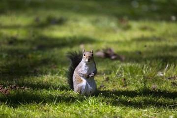 Grey Squirrel (Sciurus carolinensis)