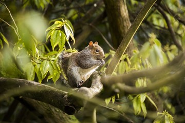 Obraz premium Grey Squirrel (Sciurus carolinensis)