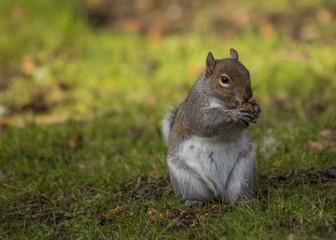 Grey Squirrel (Sciurus carolinensis)