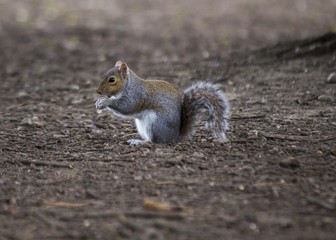 Grey Squirrel (Sciurus carolinensis)