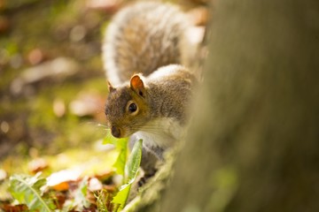 Grey Squirrel (Sciurus carolinensis)