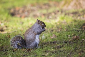 Grey Squirrel (Sciurus carolinensis)