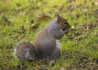 Grey Squirrel (Sciurus carolinensis)