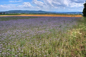 Sommer im Coburger Land Oberfanken