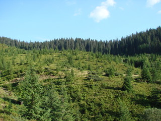 Fototapeta na wymiar the wild nature of the mountain forests of the Ukrainian Carpathians.