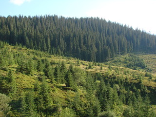 Fototapeta na wymiar the wild nature of the mountain forests of the Ukrainian Carpathians.