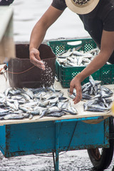 fish market Essaouira morocco catch selling fish shark, swordfish, sardine and hors mackerel, crap...